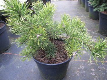 Pinus banksiana Velda waechst unregelmaessig bizarr