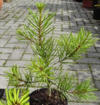 Pinus bungeana 1