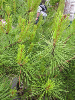 Pinus contorta Frisian Gold - Küstendrehkiefer