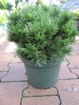 Pinus densiflora Edsal Wood - japanische Zwergrotkiefer Edsal Wood - wächst rundlich und kugelig an einem halbschattigen bis sonnigen Standort.
