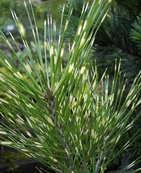 Pinus densiflora Oculus draconis - Japanische Strauchkiefer ist besonders winterhart, widerstandsfähig und gedeiht nahezu auf allen Böden.