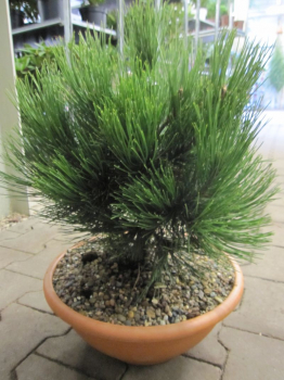 Pinus heldreichii Compact Gem ist eine kompakt wachsende Konifere