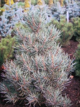 Die Pinus monophylla Tioga - Kalifornische Kiefer - Nusskiefer -  ist ein sehr langsam und im Alter bizarr wachsender, robuster und widerstandsfähiger Baum.
