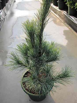 Pinus monticola Ammerland - Ammerland Kiefer. Eine starkwachsende und wintereste Kiefernsorte mit silbrigblauen Nadeln, die sehr lang werden.