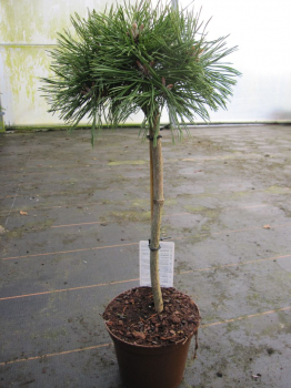 Pinus mugo Benjamin Stämmchen passt ideal in den kleinen Garten