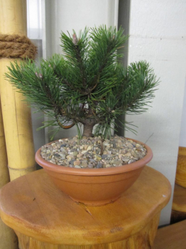 Pinus mugo Gnom ist ein schöner Mini-Bonsai
