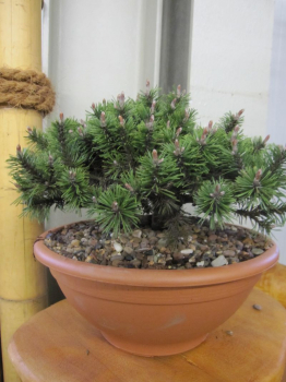 Pinus mugo Humpy Mini-Bonsai in einer 4 Liter Pflanzschale