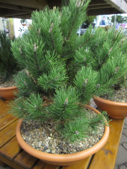 Pinus mugo Laurin ist eine zwergig wachsende Waldkiefer