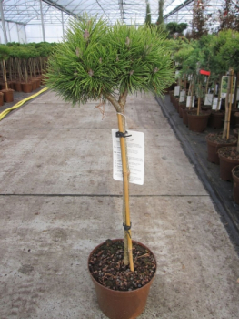 Pinus mugo Mops 1