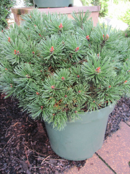 Pinus mugo Pumuckl - - Zwerg-Kiefer Pumuckl - Bergföhre - ist eine halbkugelige, kompakte und langsame wachsende Zwerg-Kiefer.