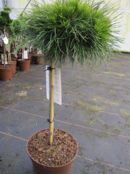 Pinus mugo Varella wächst kugelig und kompakt