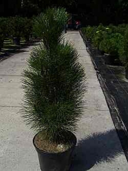 Pinus nigra Green Tower - Säulen-Schwarzkiefer - hat einen schmalen, aufrechten, gleichmäßigen und säulenförmigen, langsamen Wuchs. Die Winterhärte ist extrem gut. Der Standort solllte halbschattig bis sonnig sein.