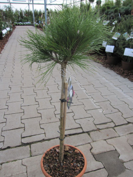 Pinus nigra Marie Bregeon wächst langsam und kugelig