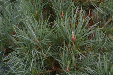Pinus nigra Spielberg 2