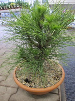 Pinus nigra Spielberg ist eine immergrüne Konifere