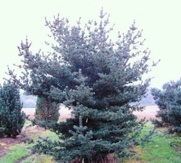 Die Pinus parviflora Brevifolia - Blaue Mädchenkiefer besticht durch ihre blau-grünen Nadeln mit der silbernen Unterseite und ist besonders winterhart und robust.