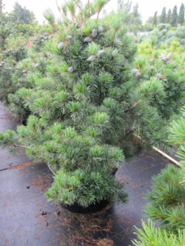 Pinus parviflora Glauca 1