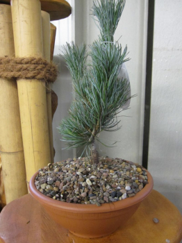 Pinus parviflora Glauca ist ein schöner Mini-Bonsai