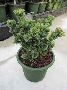 Pinus parviflora Gyokkasen1
