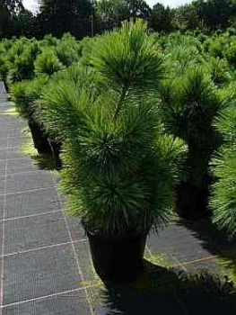 Pinus parviflora Negishi1