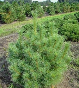 Pinus peuce - Pinselkiefer - MazedonischeKiefer ist pyramidal wachsend und hat weiche, bläulich-grüne , weiche Nadeln.