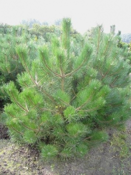 Pinus ponderosa - Gelbkiefer. Stark wachsender Baum mit langen und immergrünen Nadeln. Trägt bis zu 15cm lange Zapfen.