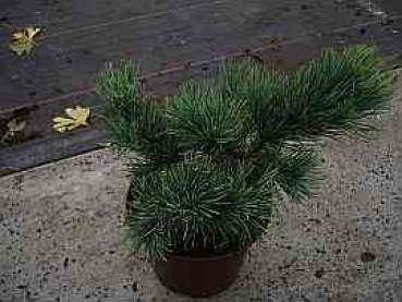 Pinus pumila Glauca - Blaue Kriechkiefer. Eine sehr winterharte und stadtklimaverträgliche Sorte. Ihre Nadeln duften nach frischem Harz.