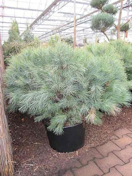 Pinus strobus Blue Shag - Weymouths-Kiefer Blue Shag. Eine robuste Sorte, die sehr langsam wächst und eine tolle intensive Färbung der Nadeln hat.