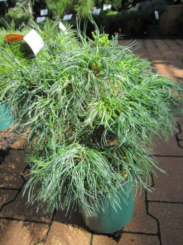 Pinus strobus Tiny Curls -  Mädchenkiefer Tiny Curls - Weymouthskiefer - wächst kugelförmig als Zwergform.