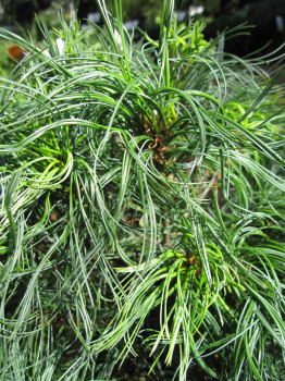 Pinus strobus Tiny Curls -  Mädchenkiefer Tiny Curls - Weymouthskiefer - hat grün-blau, bizarr verdrehte Nadeln.