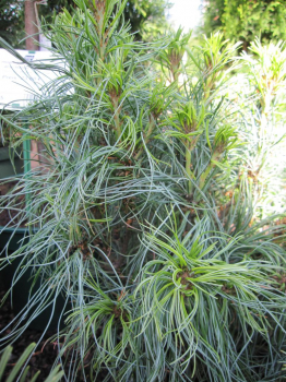 Pinus strobus Tiny Curls -  Mädchenkiefer Tiny Curls - Weymouthskiefer - ist besonders gut winterhart an einem sonnigen Standort.