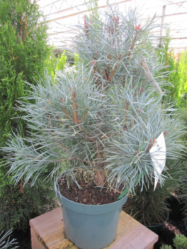 Pinus sylvestris glauca - ist anspruchslose, pflegeleicht und besonders winterhart.