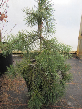 Pinus sylvestris Hillside Creeper ist eine Neuheit aus 2012