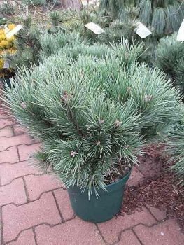 Pinus sylvestris Martham - Zwergwaldkiefer Martham. Eine dichtkompakte, kugelförmige Sorte, die robust und relativ anspruchslos ist.