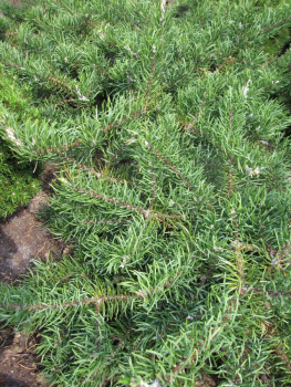 Pinus sylvestris Mitchs Weeping hat graublaue Nadeln