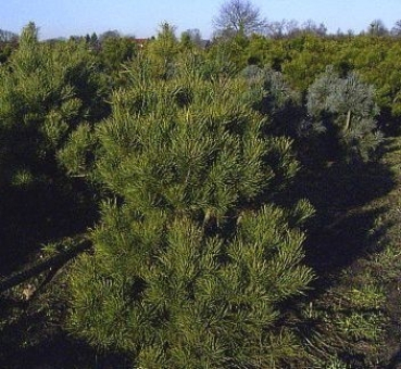 Pinus sylvestris Norske Typ - Norwegische Waldkiefer Norske Typ. Sehr dicht verzweigte, immergrüne Sorte. Anspruchslos und sehr robust.