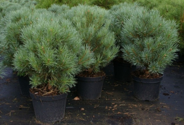 Pinus sylvestris Watereri - Silberkiefer, Strauch-Wald-Kiefer. Immergrüner und äußerst kompakter Wuchs zeichnen diese Kiefer aus. Für den Formschnitt ist sie gut geeignet.
