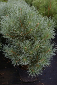 Pinus sylvestris Watereri - Silberkiefer, Strauch-Wald-Kiefer. Ihre schönen stahlblauen Nadeln und ihr malerischer Wuchs machen sie für jeden Garte attraktiv.