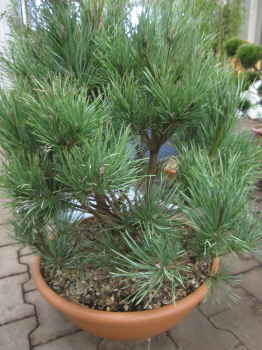 Pinus sylvestris Watereri _ Silberkiefer Watereri als Garten-Bonsai