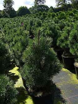 Die Zwergkegelkiefer Columnaris, Pinus mugo Columnaris, ist von einer sehr guten Winterhärte