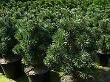 Die Zwergkegelkiefer Columnaris, Pinus mugo Columnaris, hat graugrüne Nadeln