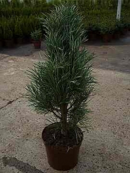 Die Blaue Säulenkiefer, Pinus sylvestris Fastigiata, ist senkrecht in die Höhe wachsend