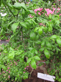 Poncirus trifoliata - Bitterorange