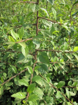 Prunus spinosa 1