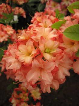 Rhododendron mixtum Rosenköpfchen