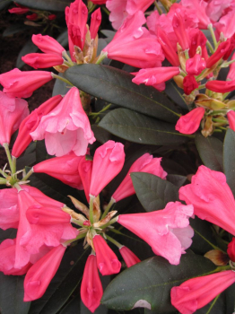 Rhododendron yakushimanum Belle de Flore