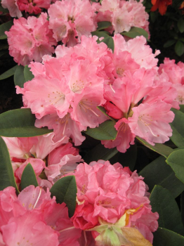 Rhododendron yakushimanum Maisonne