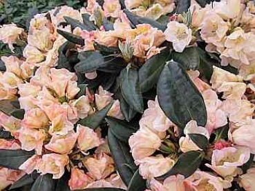 Rhododendron hybr. Aureolin hat eine wunderschöne zartrosa-weiße Blüte.