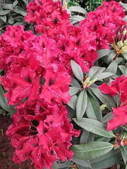 Rhododendron hybr. Brokat hat eine wunderschöne karminrote Blüte.