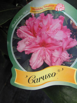 Rhododendron hybr. Caruso® ist eine besonders großblütige Art